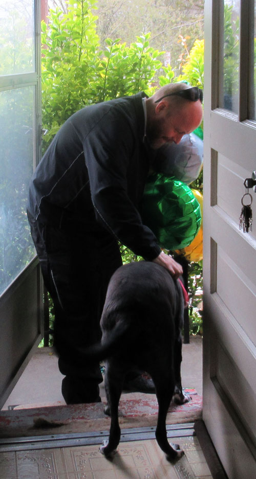 Paul is entering his home and leaning forward to pet his large black dog (a Laborador).  He is also holding large baloons.